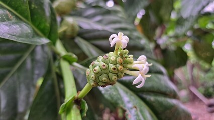 Noni is a fruit that occurs naturally. There are benefits to both the fruit and the leaves. 