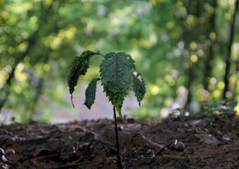 liść na ścieżce w lesie © HuZneX