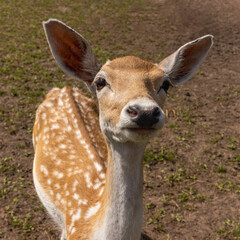 Portrait of a baby deer with big ears and white spots outdoors on a sunny day