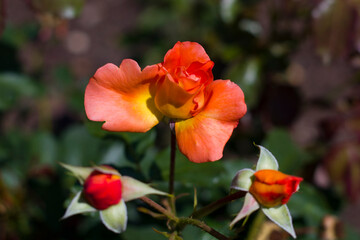 Róże 2024 © Krzysiek Cegiełka