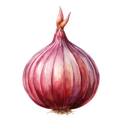 Fototapeta premium onion Watercolor style PNG file Transparent background