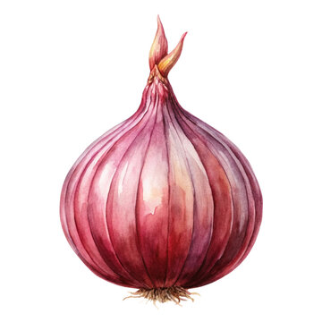 recommend clip art: onion Watercolor style PNG file Transparent background