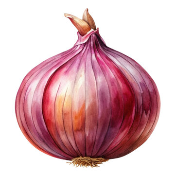 recommend clip art: onion Watercolor style PNG file Transparent background