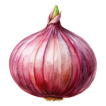 recommend clip art: onion Watercolor style PNG file Transparent background