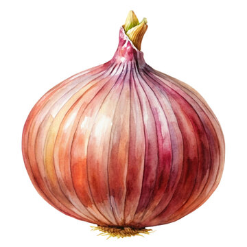 recommend clip art: onion Watercolor style PNG file Transparent background