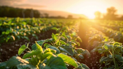 AI in agriculture, golden hour, low angle, high  resolution documentary photo