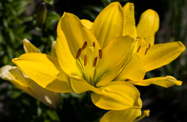 Hemerocallis 2024