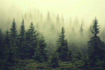 Misty landscape with fir trees in vintage style. Foggy hills, serene woods, peaceful morning atmosphere. Natural beauty, scenic views, wild environment.