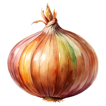recommend clip art: onion Watercolor style PNG file Transparent background