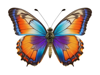 Obraz premium Gorgeous butterfly with colorful wings, isolated on transparent background