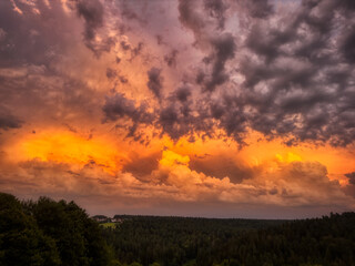 sunset in the forest