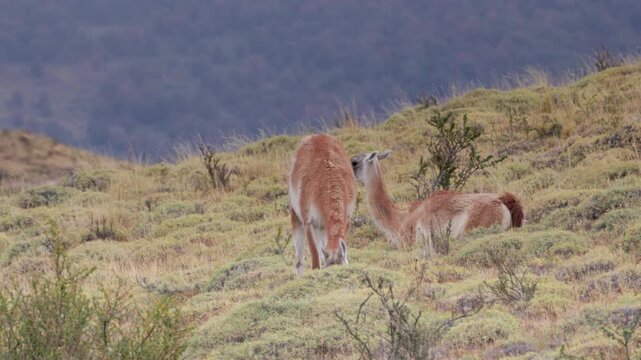 a guanaco stands and grazes on a hill while another sits at torres del paine national park in patagonia, chile