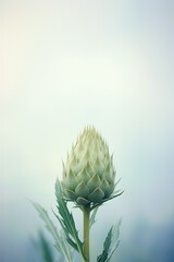 Artichoke plant close up view.