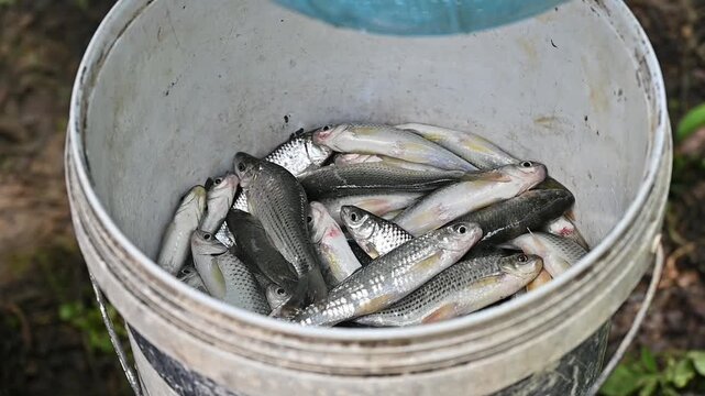 Group of freshwater fish caugh in a bucket. A fishery is an area where fish are caught for commercial or recreational purposes.