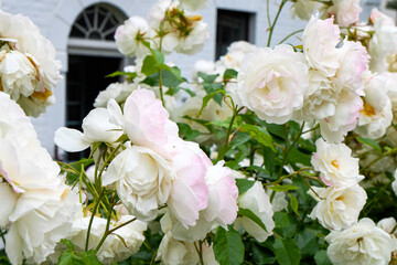 Buildings, architecture and street in Hobart, Tasmania, Australia 