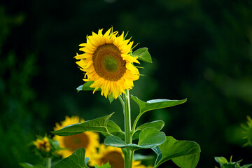 Sunflower in a field on a dark natural forest background.