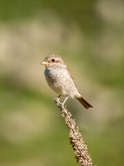 Red- backed Shrike on a branch