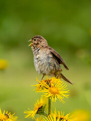 Corn bunting on a flower