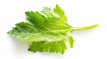 A whole celery leaf isolated on white