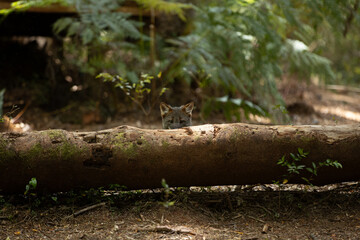 Darwins Fox (Lycalopex fulvipes) also known as Zorro chilote. Chiloé, Chile.