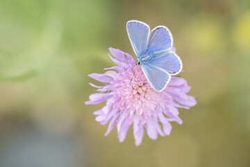 Male common blue butterfly (Polyommatus icarus) on a field scabious (Knautia arvensis).