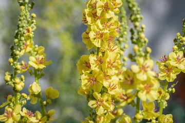 Inflorescence of the black mullein (Verbascum nigrum). Yellow blossoms and red stamens.