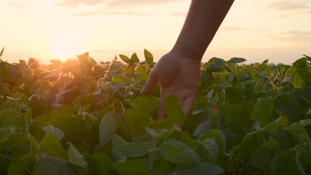 soybean agriculture. farmer hand touches green soybean leaves.