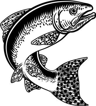 A salmon fish in a vintage antique etched woodcut style, fishing concept.
