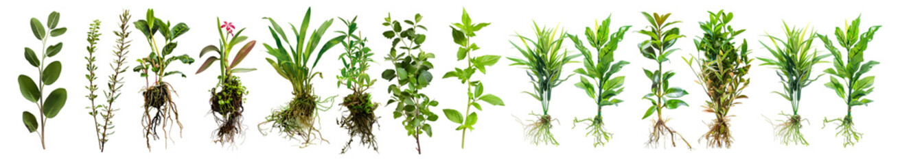 Fototapeta premium Crop Plants Collection Isolated on Transparent Background