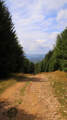 road in the forest