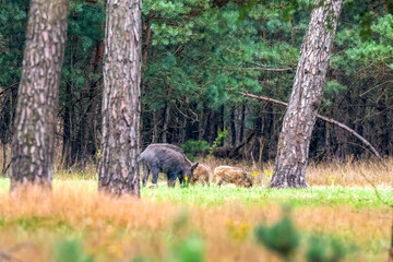wild boars with kids in the veluwe