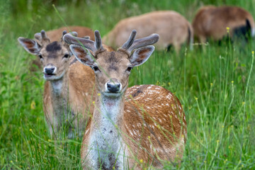 A group of young fallow deer in the wild. Close up.