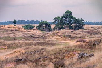 heater patches in the veluwe