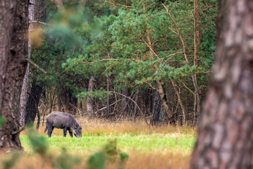 wild boar in national park the veluwe