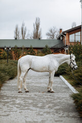 majestic white horse with blue eyes stands outside. Its smooth coat glistens in the sun, and its...