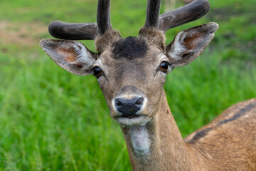 A close up head shot of male fallow deer