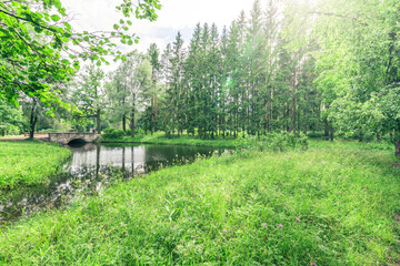 Obraz premium A bridge spans a small body of water in a lush green forest