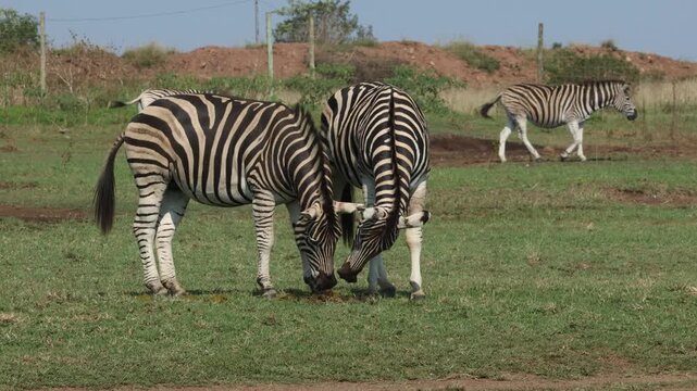 Two zebras sniff a pile of zebra dung, push and shove and then one leaves and the other stays to perform sniffing antics and then adds its own dung to the pile in a nature reserve in South Africa.