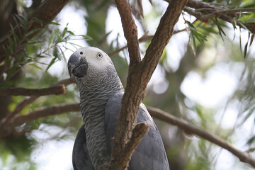 African grey parrot