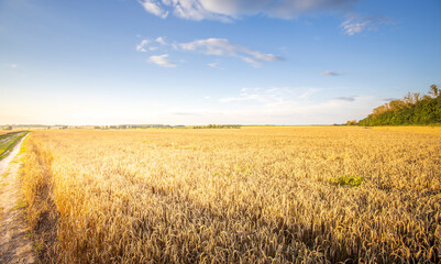 Fototapeta premium A field of golden wheat with a clear blue sky in the background