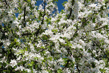A tree with many white flowers is in full bloom. The tree is surrounded by green leaves and branches. The sky is clear and blue, and the sun is shining brightly. Concept of freshness and beauty