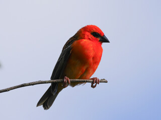 Vibrant red bird perching isolated on branch - Red Foudia 