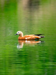 Ruddy shelduck in the pond