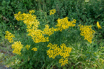 Large accumulation of yellow flower, Tansy