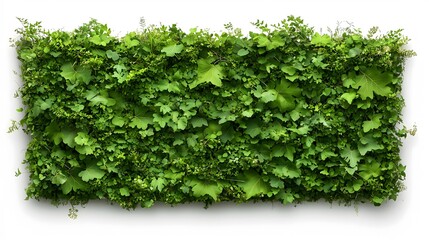 Fototapeta premium Dense Green Foliage Wall Isolated on White Background