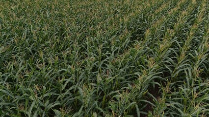 Corn field of green corn stalks and tassels, aerial drone photo above corn plants. High quality photo