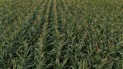 Corn field of green corn stalks and tassels, aerial drone photo above corn plants. High quality photo