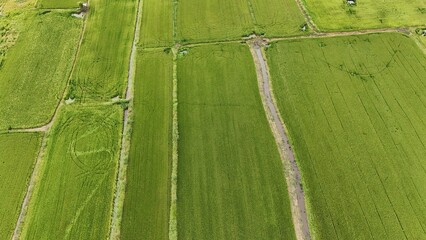 Green rice Fileds aerial view Thailand countryside	