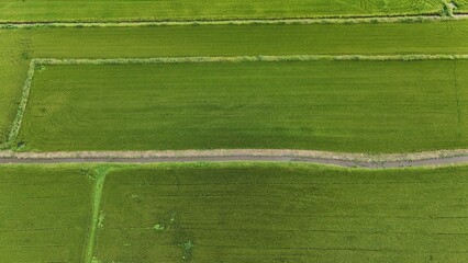 Green rice Fileds aerial view Thailand countryside	