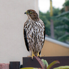 Cooper's Hawk